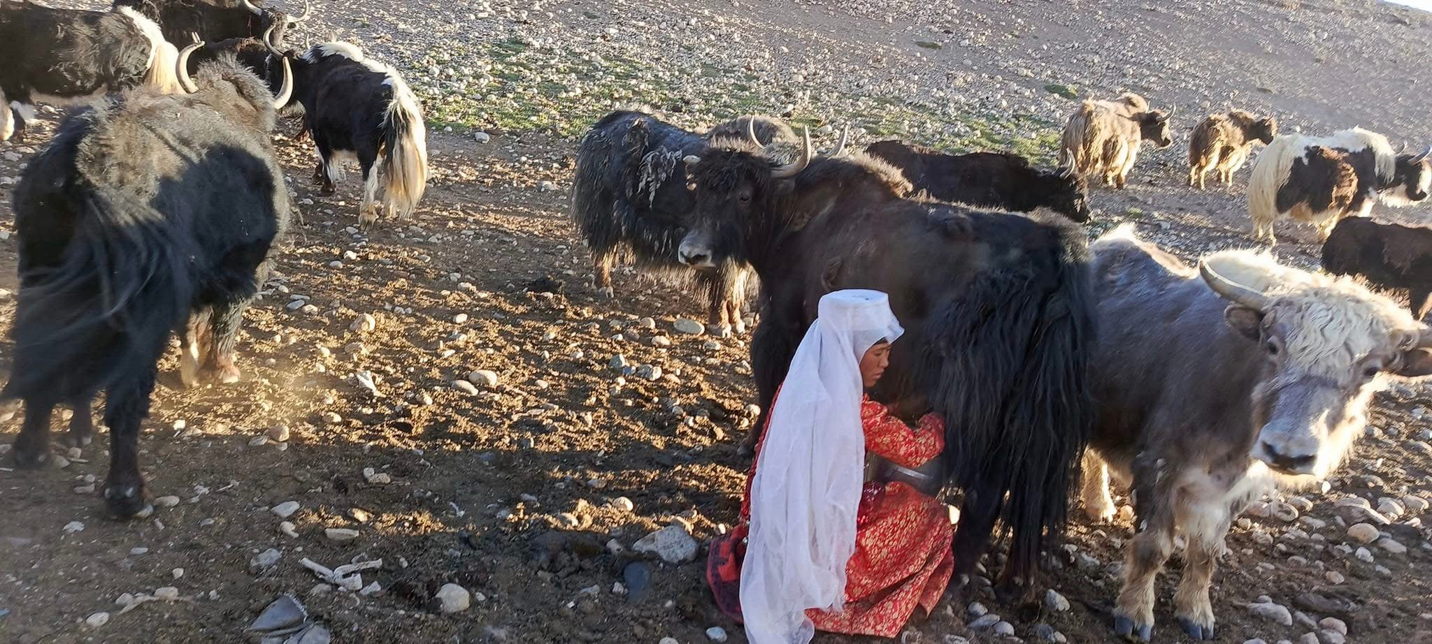 Wakhan Corridor • Little Pamir • High-Altitude Nomad Life